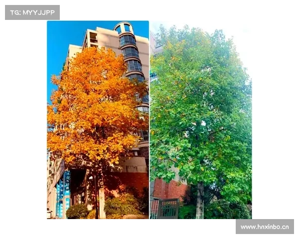 活化石树种的识别方法及其保护策略全面指南