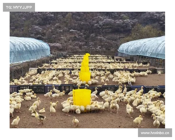 鹅鸭杀新职业实用攻略揭秘掌握核心技巧全面提升对局胜率